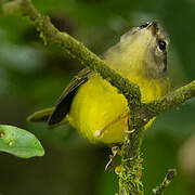 Three-banded Warbler