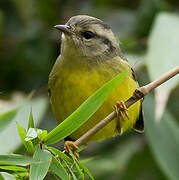 Three-banded Warbler