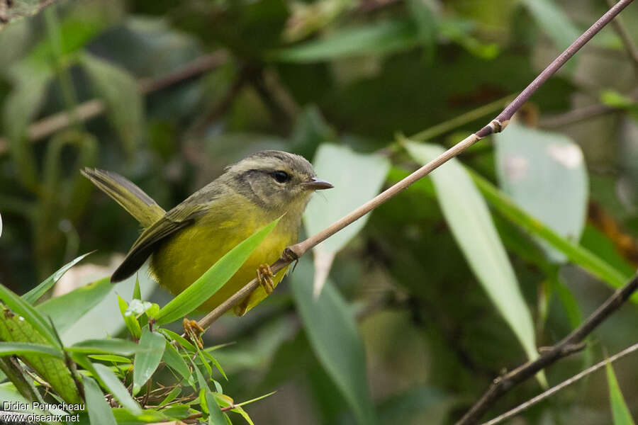 Paruline trifasciéeadulte, portrait