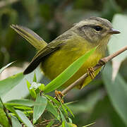 Three-banded Warbler