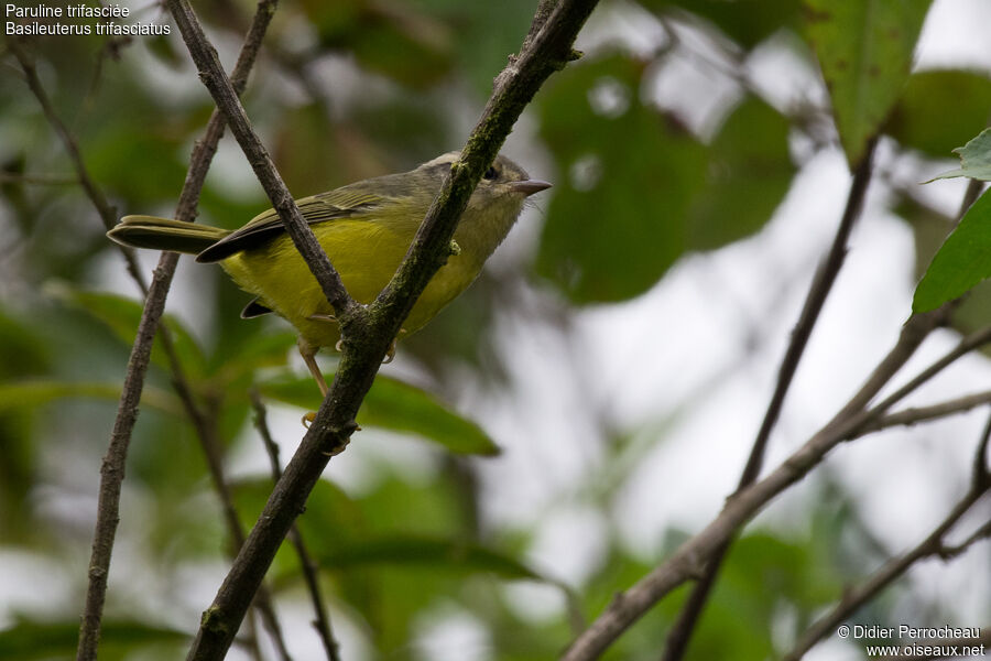 Three-banded Warbler