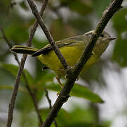 Three-banded Warbler