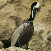 Brown Pelican