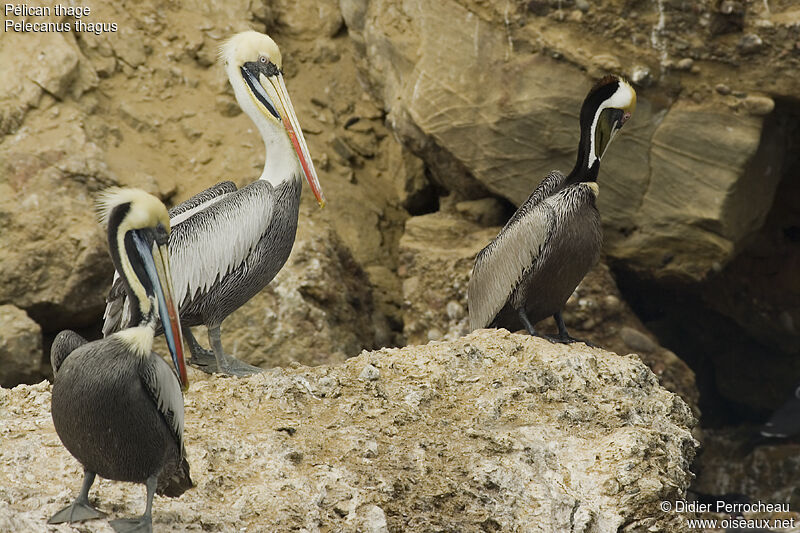 Peruvian Pelican, identification