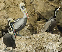 Peruvian Pelican