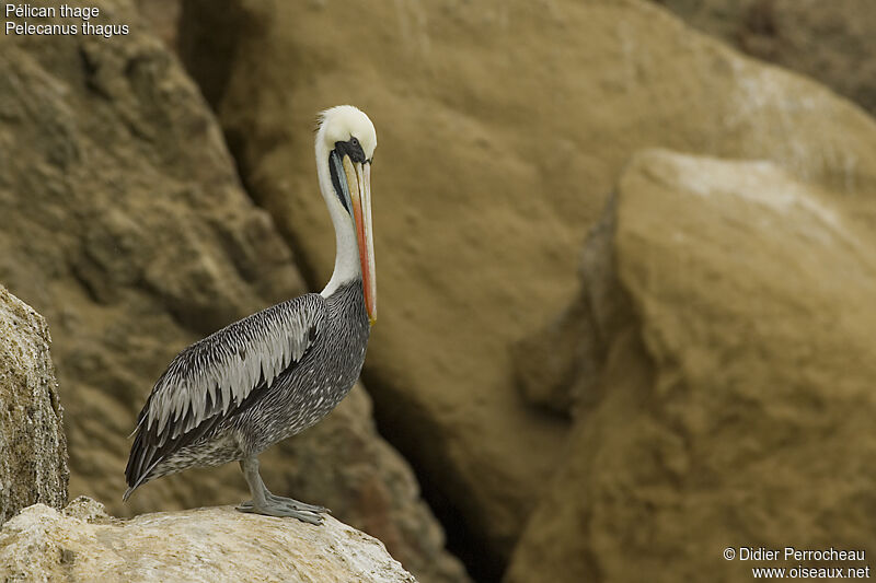 Peruvian Pelicanadult post breeding, identification