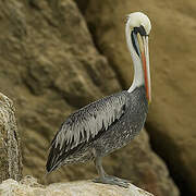 Peruvian Pelican