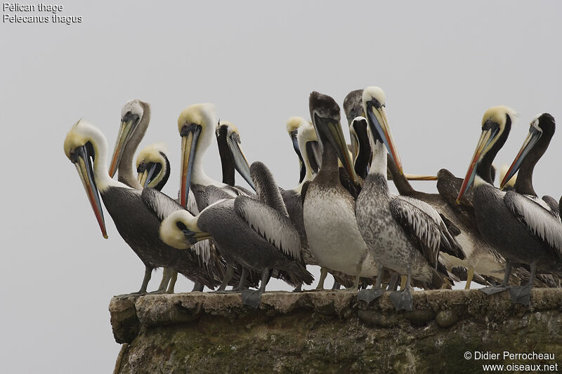 Peruvian Pelican