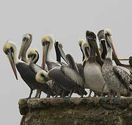 Peruvian Pelican