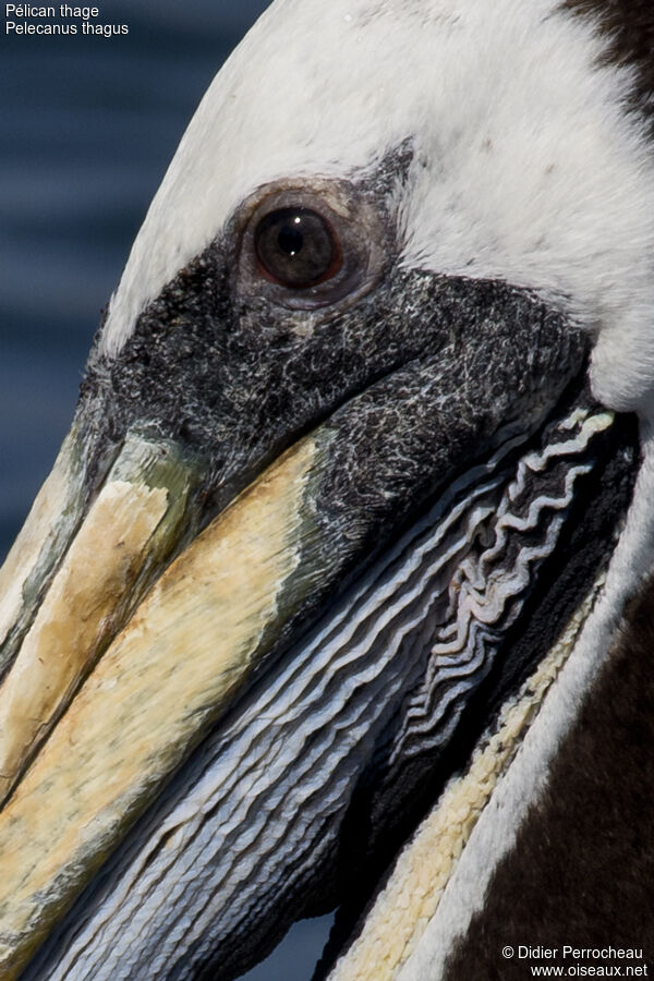 Peruvian Pelican