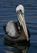 Peruvian Pelican