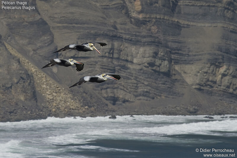 Peruvian Pelican, Flight
