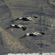 Peruvian Pelican