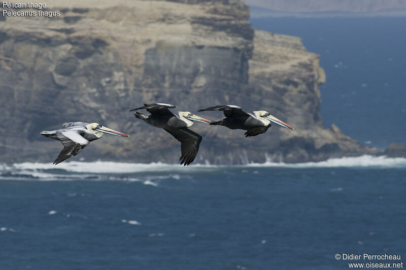 Peruvian Pelican