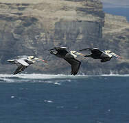 Peruvian Pelican