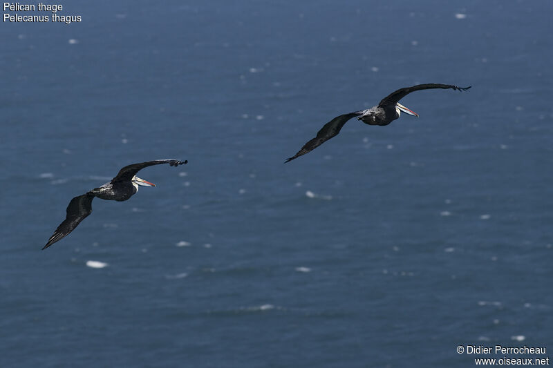 Peruvian Pelican