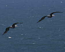 Peruvian Pelican