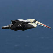 Peruvian Pelican