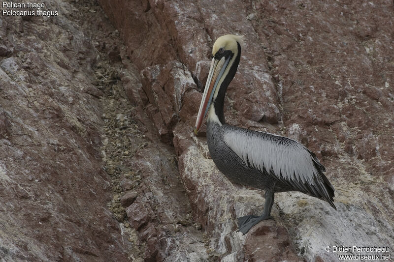 Peruvian Pelicanadult breeding