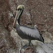 Peruvian Pelican