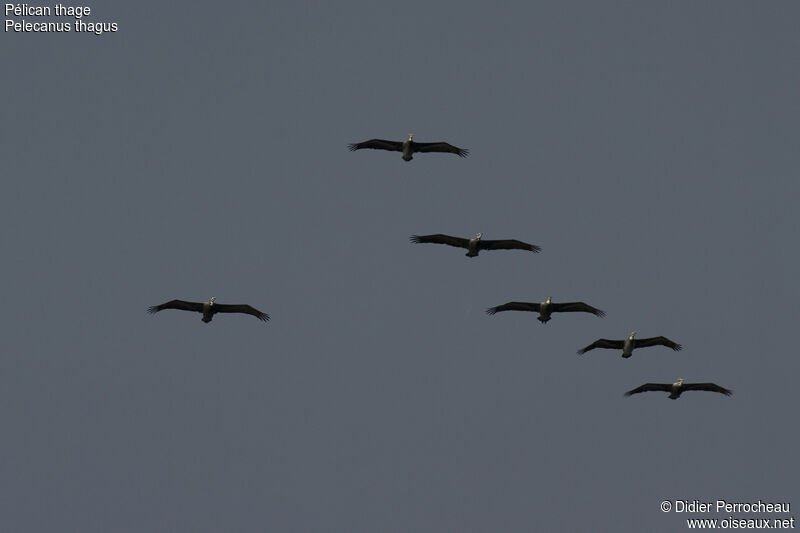 Peruvian Pelican, Flight