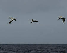 Peruvian Pelican