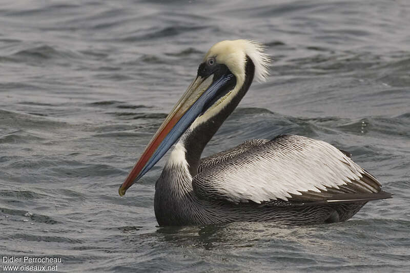 Peruvian Pelicanadult breeding, identification