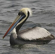 Peruvian Pelican