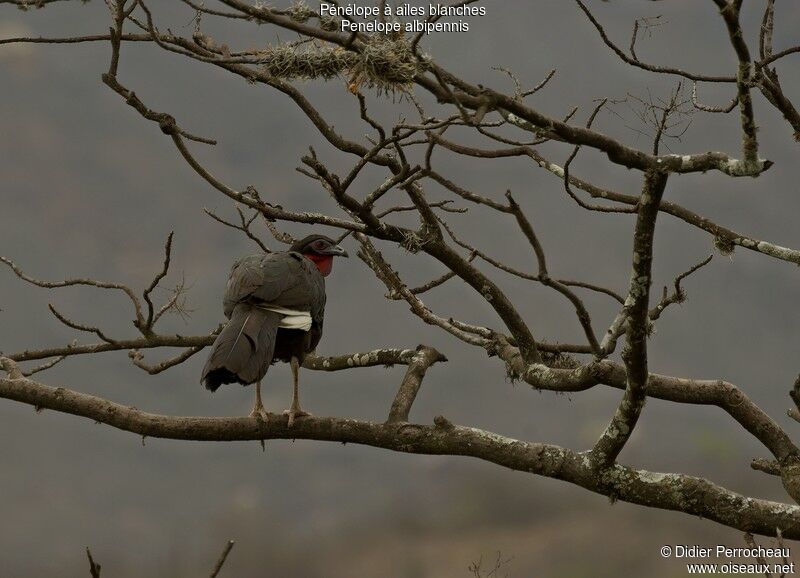 White-winged Guanadult