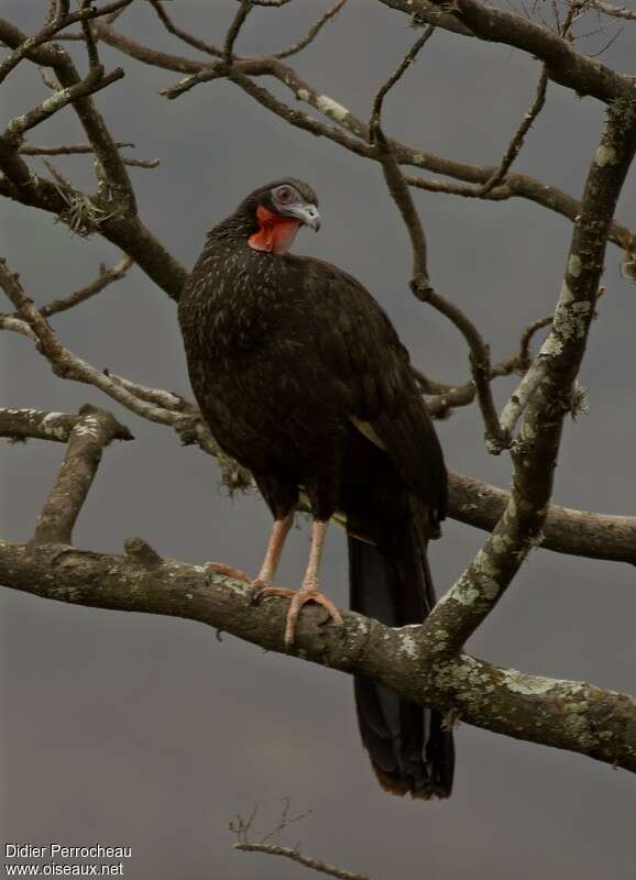 White-winged Guanadult, identification