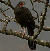 White-winged Guan