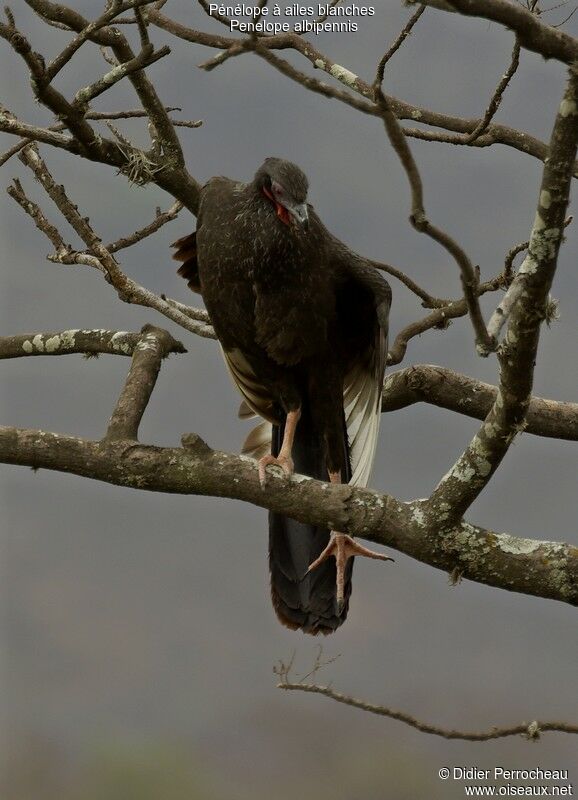 White-winged Guanadult