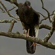 White-winged Guan