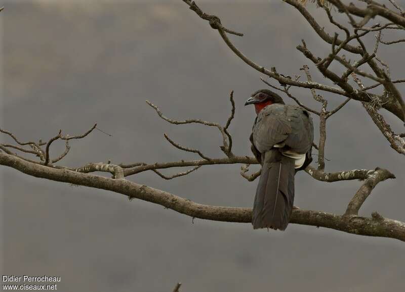 White-winged Guanadult