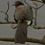 White-winged Guan