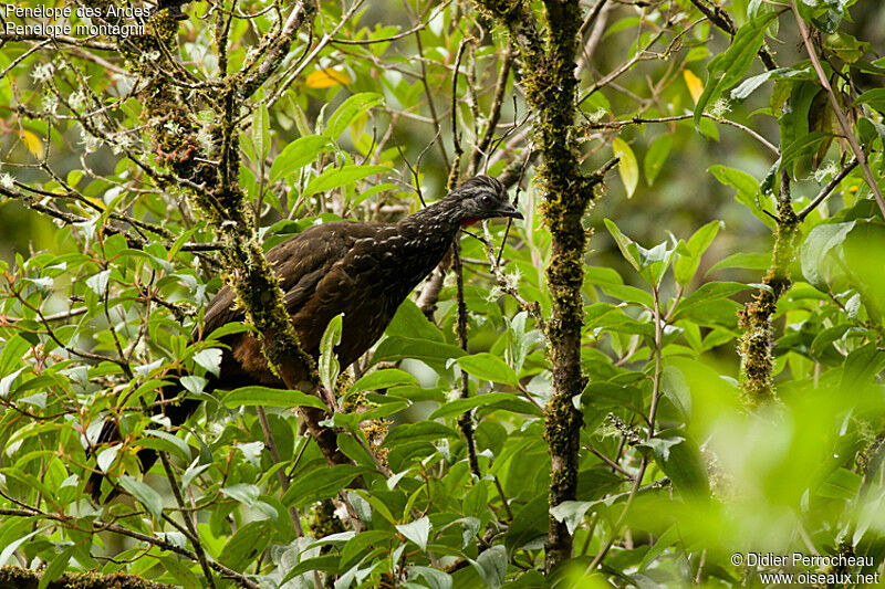 Andean Guan