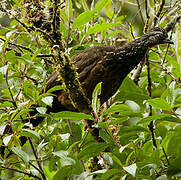 Andean Guan