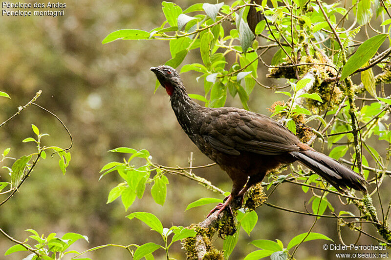 Andean Guan