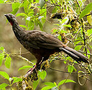 Andean Guan