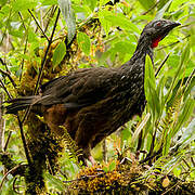 Andean Guan