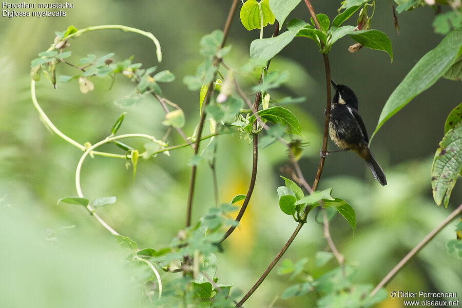 Moustached Flowerpiercer male juvenile