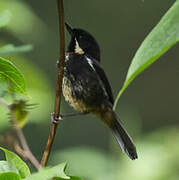 Moustached Flowerpiercer