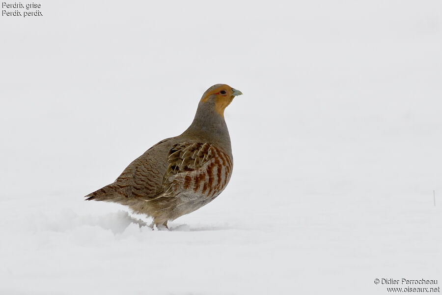 Grey Partridge