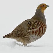 Grey Partridge