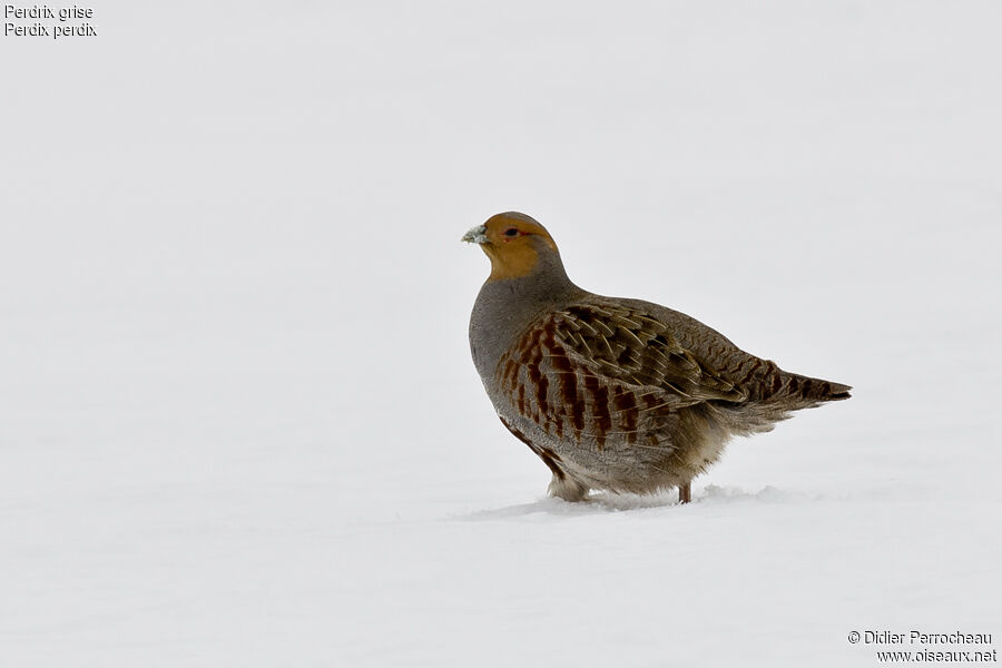 Grey Partridge