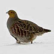 Grey Partridge