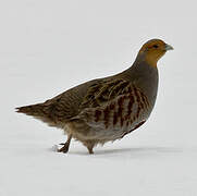 Grey Partridge