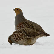 Grey Partridge