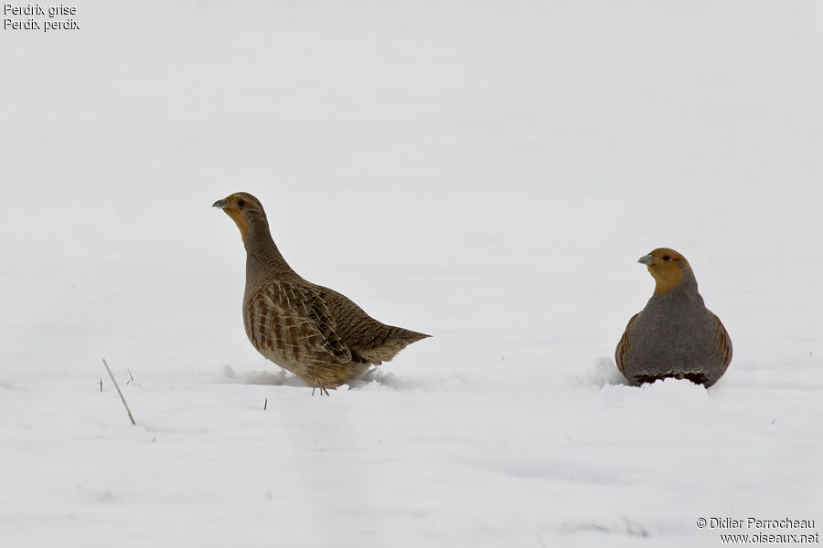 Grey Partridge