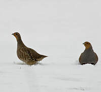 Grey Partridge